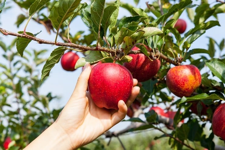 picking apple