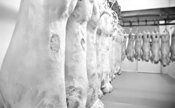 bigstock-Lambs-Row-31015496-e1532523496598