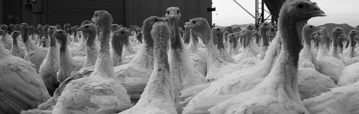 bigstock-Turkey-Farm