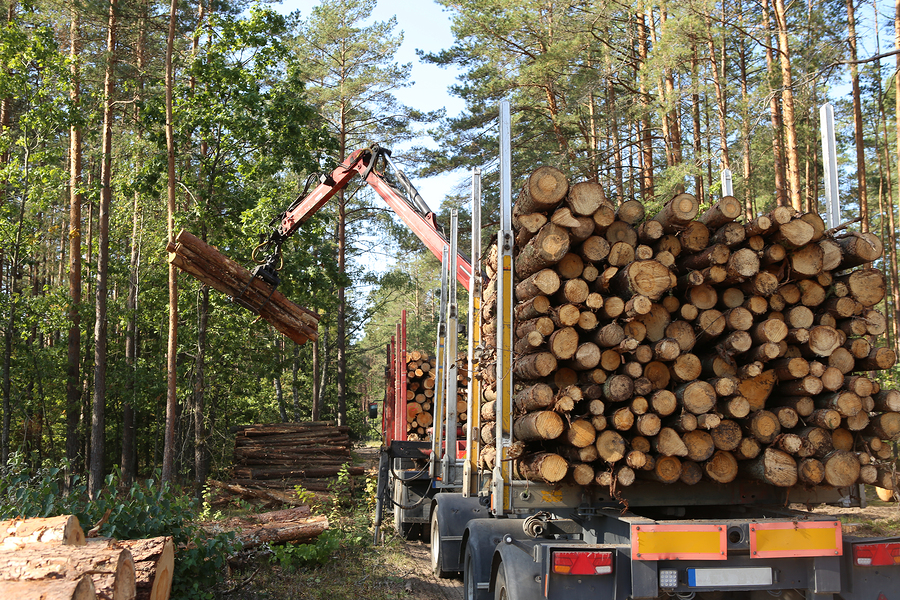 Timber harvesting and transportation in American forestry industry.